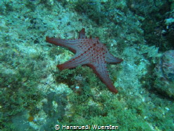 Honeycomb Sea Star - Pentaceraster alveolatus by Hansruedi Wuersten 